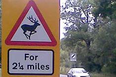 What if I hit a deer?