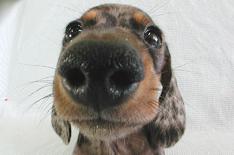 'The dog's eaten my car'