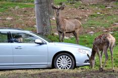 Volvo works on animal detection system