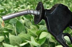 The next biofuel: diesel-producing algae