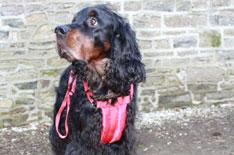 Best for value: car and walking harness