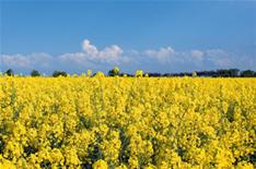 Biofuel development put on hold