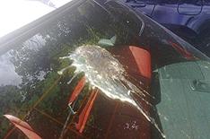 Birds cause 57m of damage to cars