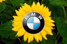 BMW and Mini scoop green gong
