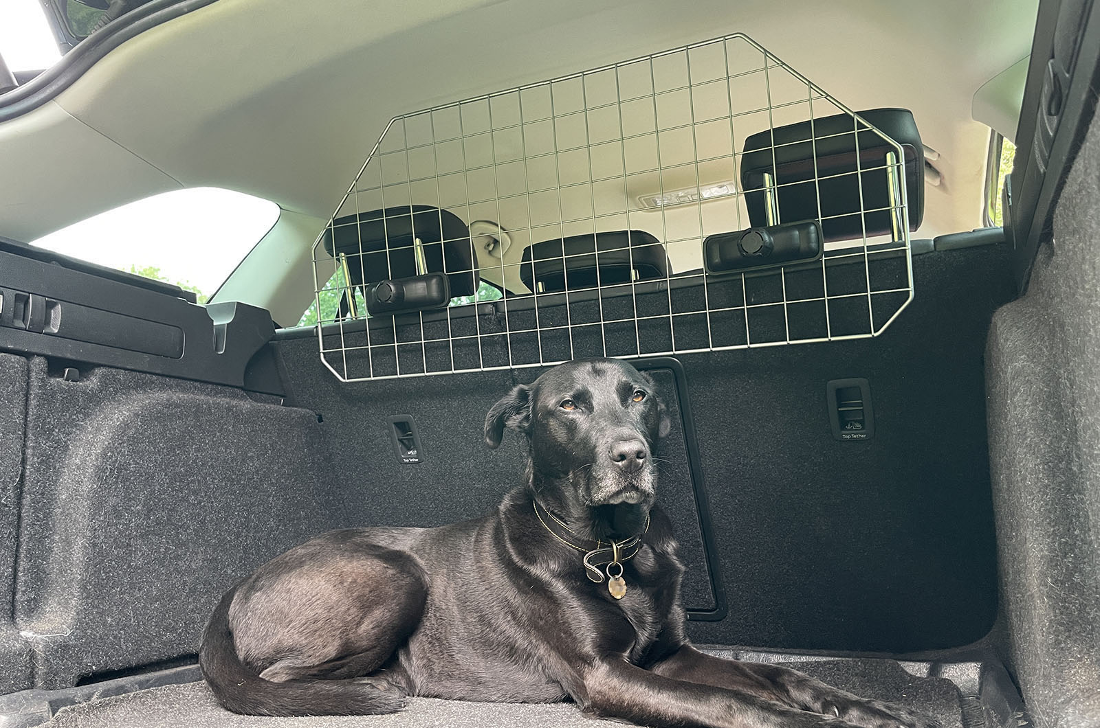 Summit dog guard