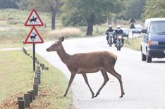 Watch out, deer about!