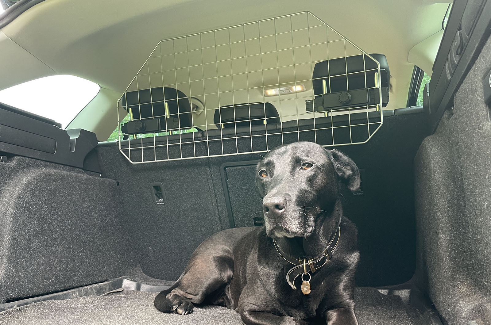 Halfords dog guard