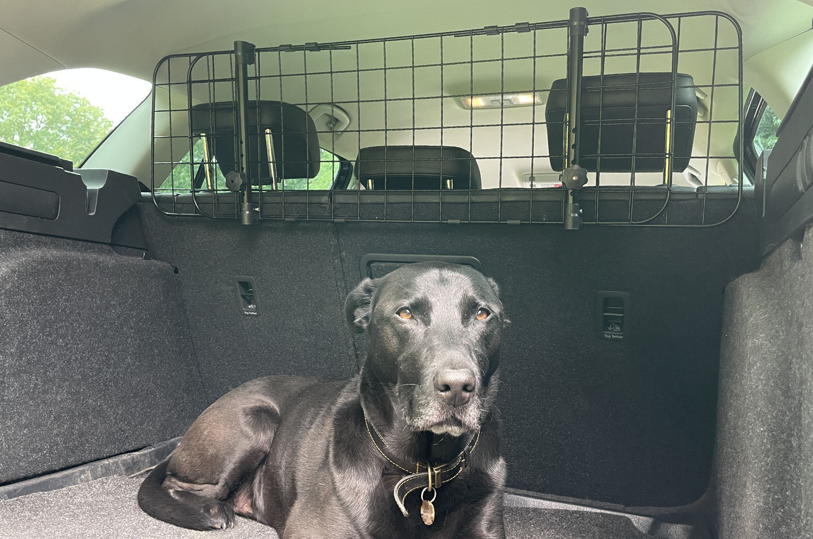 XtremeAuto dog guard