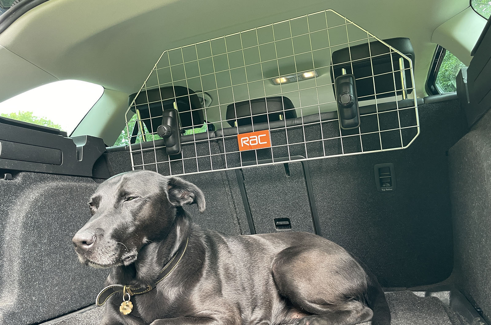 RAC dog guard