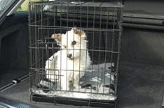 Most versatile: Fold flat pet carrier