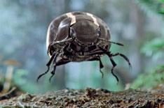 New VW Beetle shown in Super Bowl ad