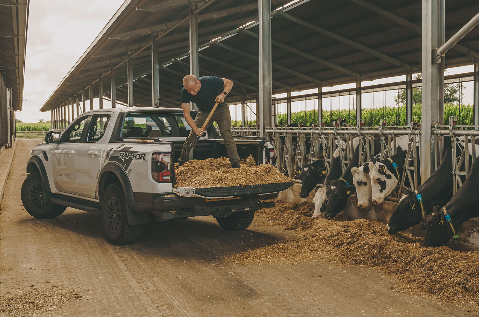 Ford Ranger Raptor pick-up truck feeding cows