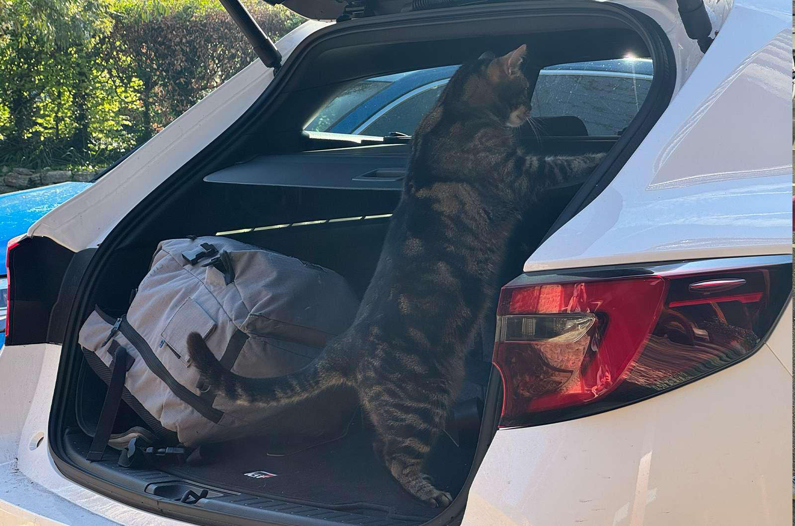 Jonty's cat checking out LT Toyota Corolla Touring Sports boot