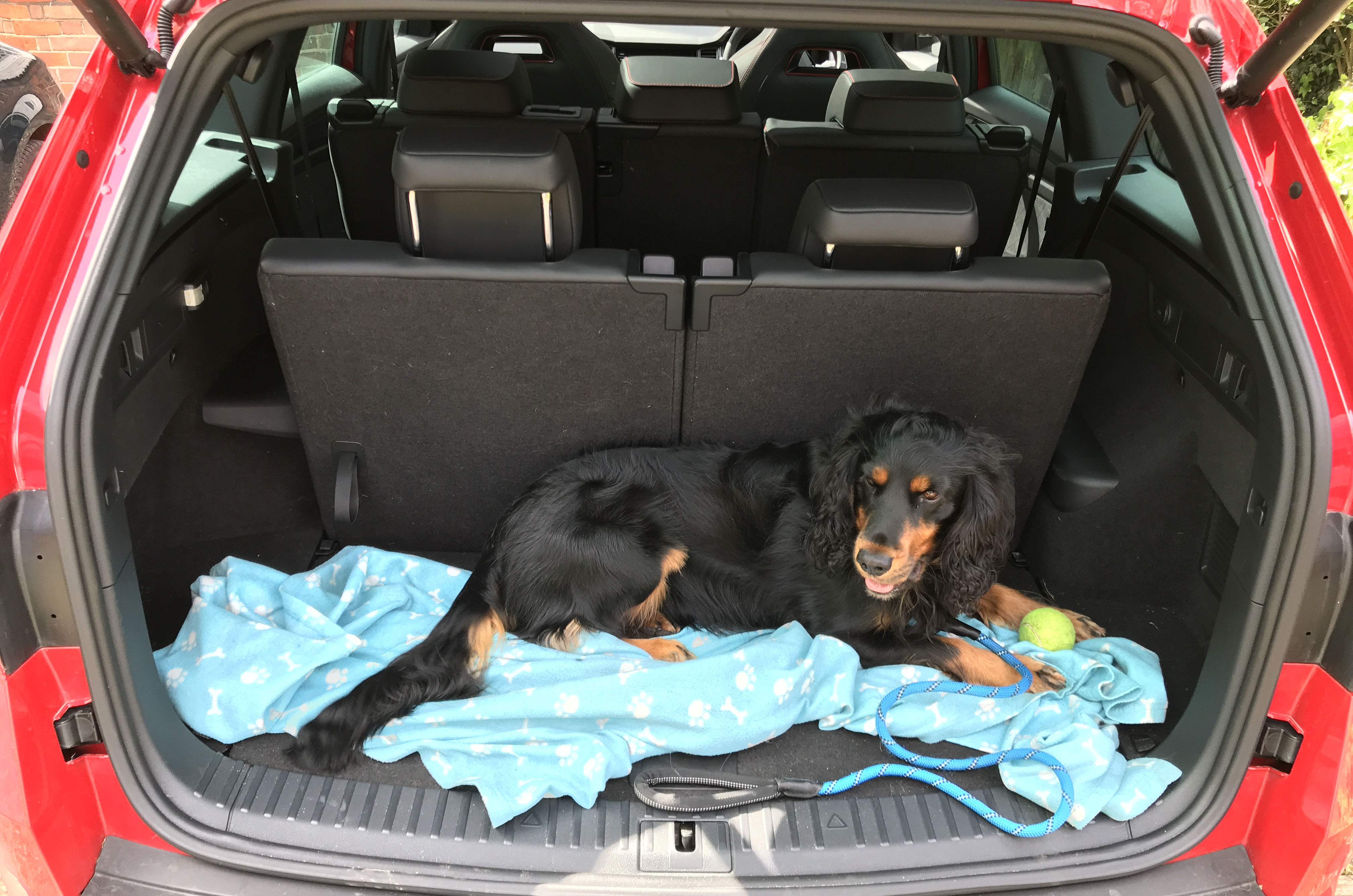 LT Skoda Kodiaq vRS dog in boot