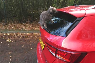 Cat likes rear spoiler of a Seat Ateca
