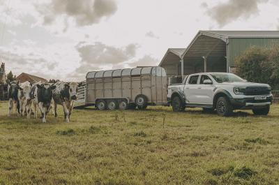 Ford Ranger Raptor pick-up truck with cows in field