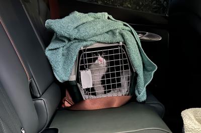 Genesis GV70 with cat