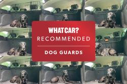 Best dog guards