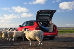 Vauxhall-Astra-e-lt-with-sheep